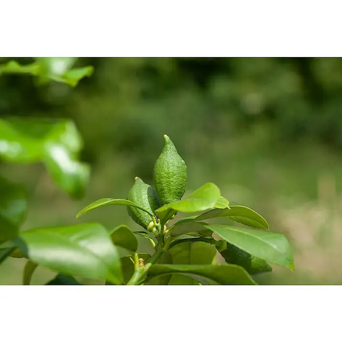 Piardino Árbol frutal Naranjo - Citrus x sinensis - Primer plano de limones verdes que crecen en un limonero, con hojas de color verde brillante y un fondo verde borroso.
