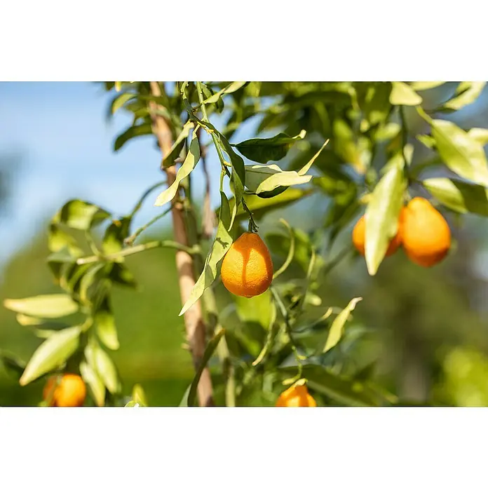Piardino Árbol frutal Naranjo - Citrus x sinensis - Primer plano de kumquats colgando de un árbol de kumquat, con hojas verdes y ramas a la vista.
