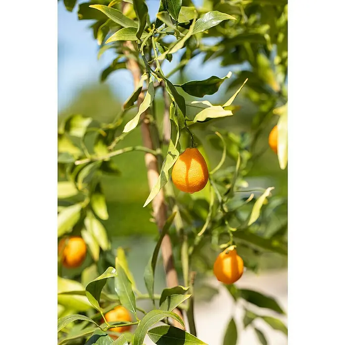 Piardino Árbol frutal Naranjo - Citrus x sinensis - Una vista cercana de un mandarino, mostrando frutos maduros y anaranjados disfrutando del sol, rodeados de vibrantes hojas verdes.