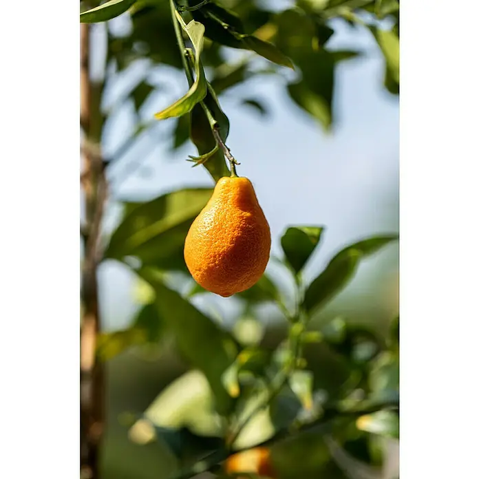 Piardino Árbol frutal Naranjo - Citrus x sinensis - Primer plano de una mandarina colgando de un árbol, con hojas verdes y un cielo azul de fondo.