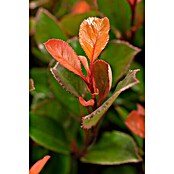 Photinia fraseri 10 Red Robin Solitaer r