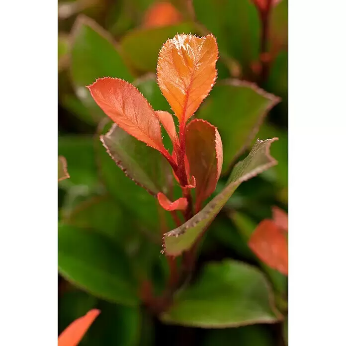 Piardino Glanzmispel - Photinia fraseri 'Little Red Robin' - Detailaufnahme