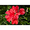 Pelargonium peltatum12 i.S. gem.