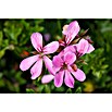 Pelargonium peltatum12 i.S. gem.