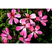 Pelargonium peltatum12 i.S. gem.