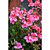 Pelargonium peltatum12 i.S. gem.