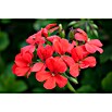 Pelargonium peltatum12 i.S. gem.
