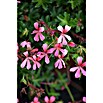 Pelargonium peltatum12 i.S. gem.