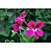 Pelargonium peltatum12 i.S. gem.