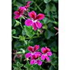 Pelargonium peltatum12 i.S. gem.
