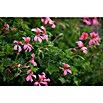 Pelargonium peltatum12 i.S. gem.