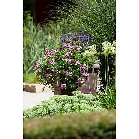 Pelargonie
