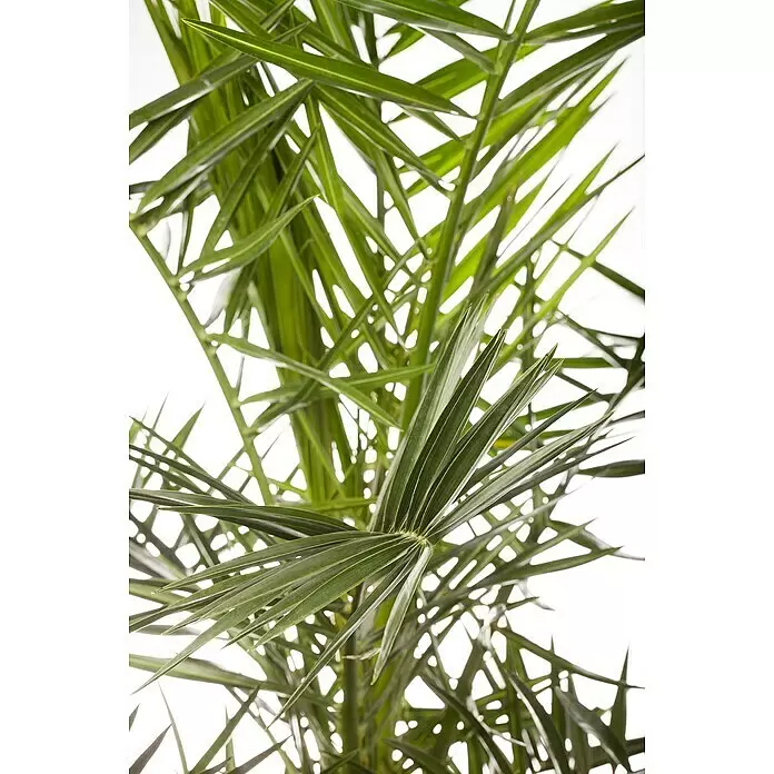 Piardino Zwerg-Dattelpalme - Phoenix roebelenii, Topfgröße: 21 cm - Detailaufnahme