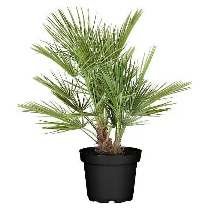 Piardino Zwerg-Dattelpalme - Phoenix roebelenii, Topfgröße: 21 cm - Vorderansicht