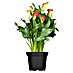 Piardino Zimmercalla 
