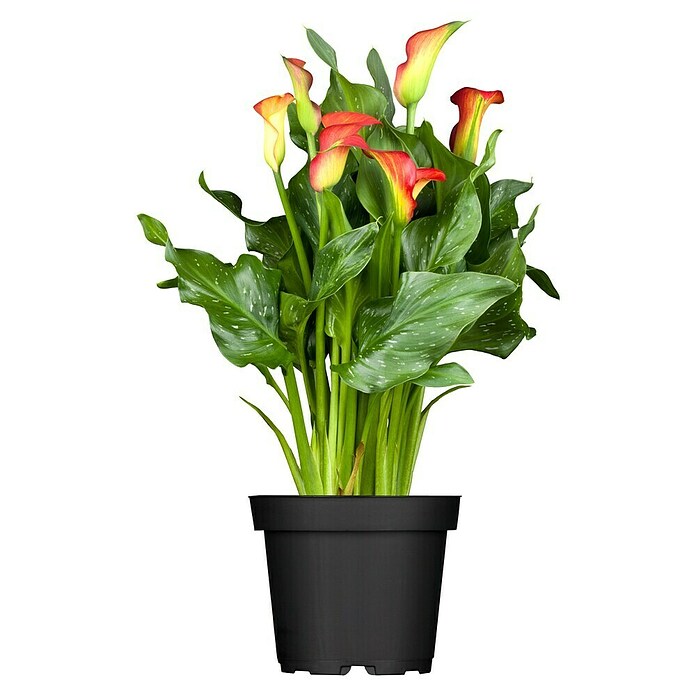 Zantedeschia 17  i.F. gem.