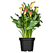 Zantedeschia 17  i.F. gem.