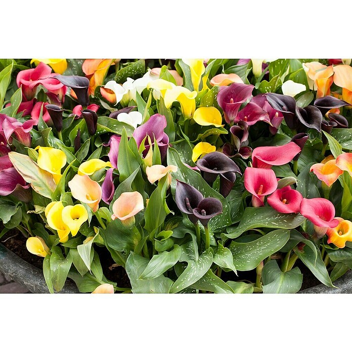 Zantedeschia 17  i.F. gem.