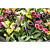 Zantedeschia 17  i.F. gem.