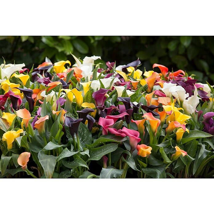 Zantedeschia 17  i.F. gem.