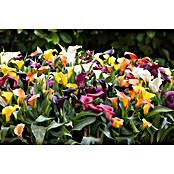 Zantedeschia 17  i.F. gem.