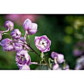 Delphinium Hybride 5