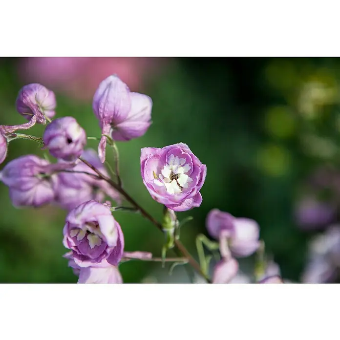 Piardino Rittersporn - Delphinium Hybride, Topfgröße: 23 cm, Sortenabhängig - Nahaufnahme einer zarten lila Delphinium-Blume mit einem filigranen weißen Zentrum und unscharfem grünem Hintergrund, die ihre Schönheit hervorhebt.