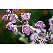Delphinium Hybride 5