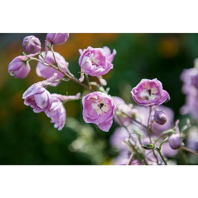 Piardino Rittersporn - Delphinium Hybride, Topfgröße: 23 cm, Sortenabhängig - Nahaufnahme von zarten, lila Blüten eines Rittersporns, die ihre Schönheit und filigranen Details in der Sonne präsentieren.