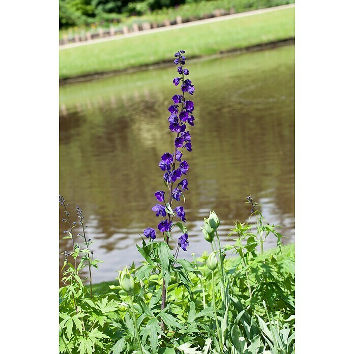 Delphinium Hybride 5