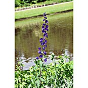 Delphinium Hybride 5