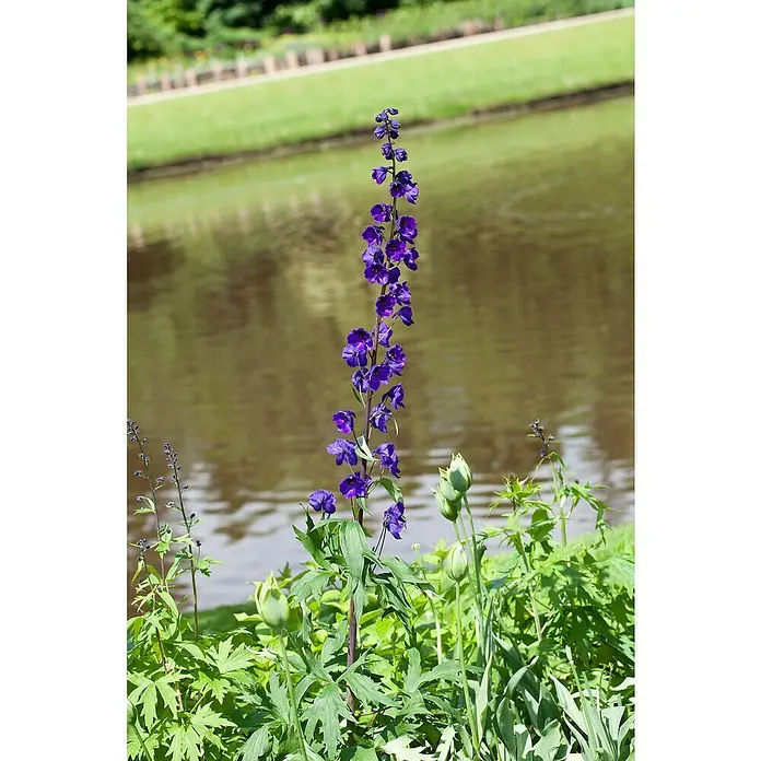 Piardino Rittersporn - Delphinium Hybride, Topfgröße: 23 cm, Sortenabhängig - Nahaufnahme einer einzelnen violetten Delphiniumblüte, die am Ufer eines ruhigen Sees blüht.
