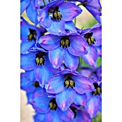 Delphinium Hybride 5