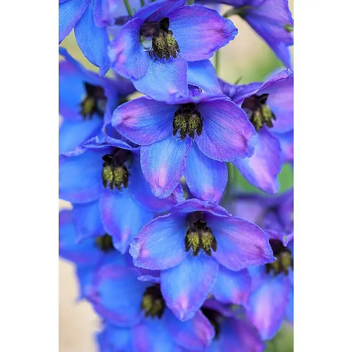 Piardino Rittersporn - Delphinium Hybride, Topfgröße: 23 cm, Sortenabhängig - Nahaufnahme einer lila und blauen Delphinium-Blume, die ihre filigranen Blütenblätter und komplizierten Details zeigt.
