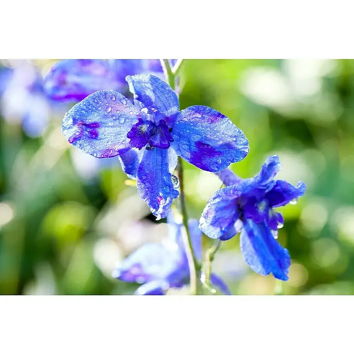 Piardino Rittersporn - Delphinium Hybride, Topfgröße: 23 cm, Sortenabhängig - Nahaufnahme von blauen Ritterspornblüten mit Wassertropfen, die die feinen Details und lebhaften Farben der Blumen hervorheben.
