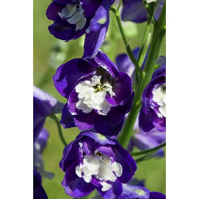 Delphinium Hybride 5
