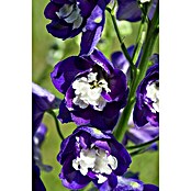 Delphinium Hybride 5