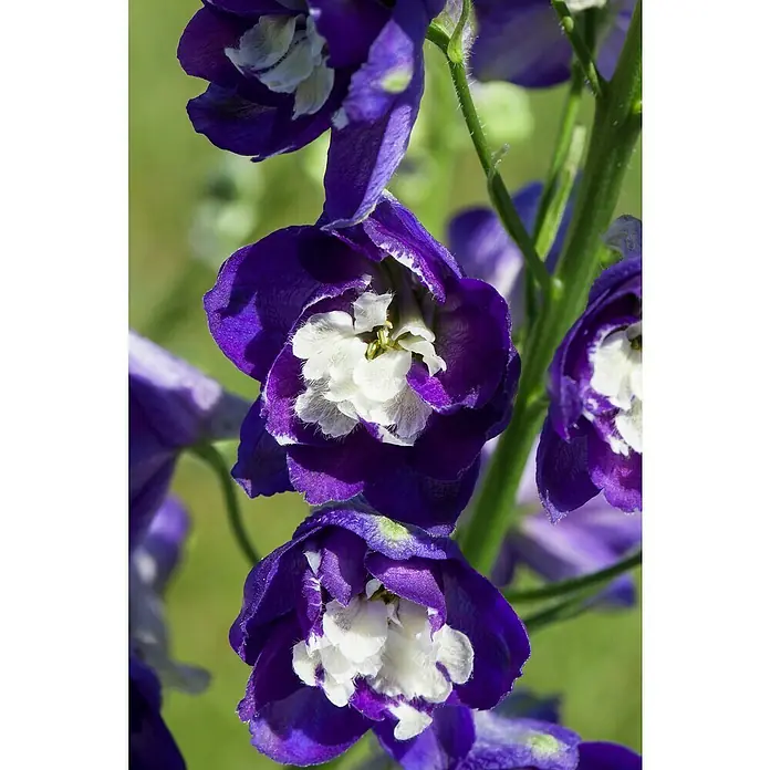 Piardino Rittersporn - Delphinium Hybride, Topfgröße: 23 cm, Sortenabhängig - Nahaufnahme einer Gruppe blauer und weißer Ritterspornblüten, die ihre zarten Blütenblätter und filigranen Details zeigen.