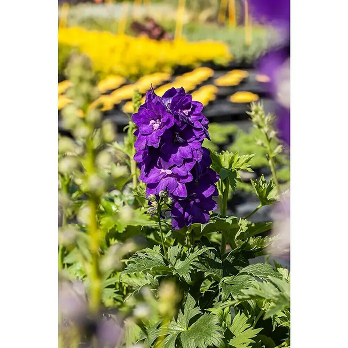 Piardino Rittersporn - Delphinium Hybride, Topfgröße: 23 cm, Sortenabhängig - Nahaufnahme einer blühenden, violetten Gartenrittersporn-Blume mit grünen Blättern im sonnigen Garten.