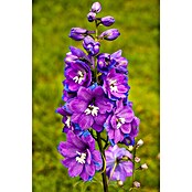 Delphinium Hybride 5