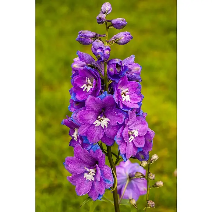 Piardino Rittersporn - Delphinium Hybride, Topfgröße: 23 cm, Sortenabhängig - Nahaufnahme einer prächtigen blauen Delphiniumblüte vor einem sanften, grünen Hintergrund. Die lebendige Farbe und Detailtreue sind atemberaubend.