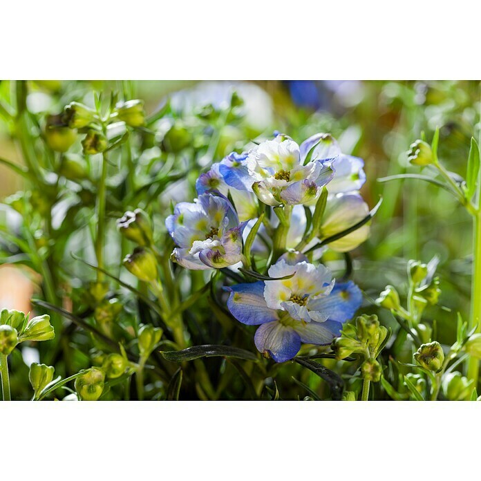 Delphinium Hybride 5