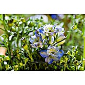 Delphinium Hybride 5