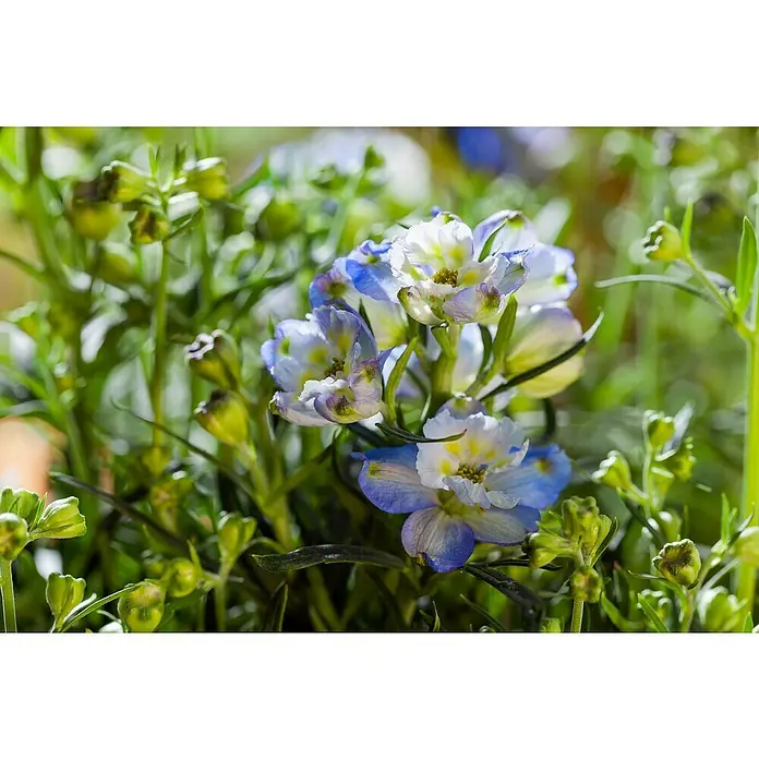 Piardino Rittersporn - Delphinium Hybride, Topfgröße: 23 cm, Sortenabhängig - Nahaufnahme von zarten, blau-weißen Blüten inmitten von grünem Laub. Die Blütenblätter sind fein gezeichnet und verleihen dem Bild eine ätherische Schönheit.