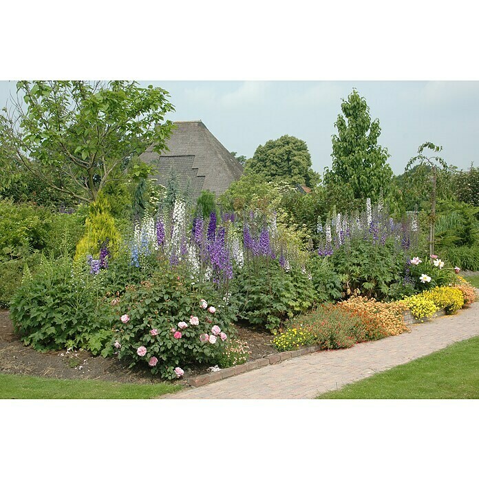 Delphinium Hybride 5
