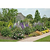 Delphinium Hybride 5