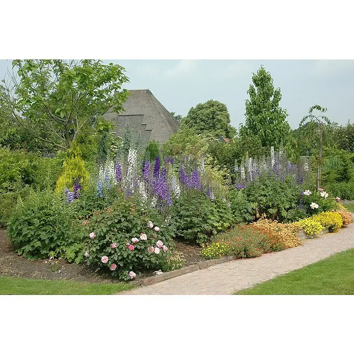 Piardino Rittersporn - Delphinium Hybride, Topfgröße: 23 cm, Sortenabhängig - Eine bunte Blumenrabatte mit hohen, lilafarbenen und weißen Blüten vor dem Hintergrund eines strohgedeckten Hauses.