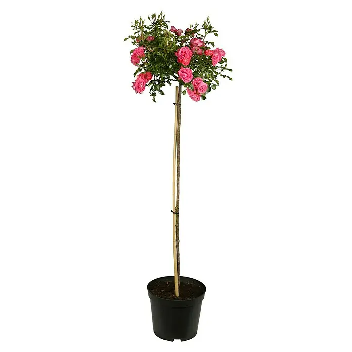 Piardino Rosenstämmchen - Sonnig - Rosenbaum im Topf. Die Rose ist eine wunderschöne Pflanze, die in Töpfen und Gärten auf der ganzen Welt zu finden ist.