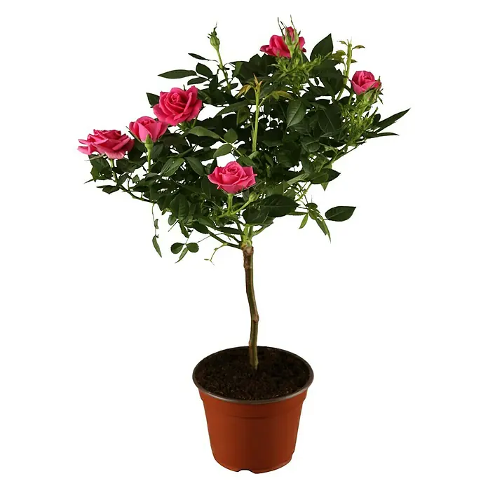 Piardino Rosenstämmchen - Sonnig - Eine Topfrose in voller Blüte präsentiert die Schönheit von Rosen in einem Pflanzgefäß, ideal für Tischdekorationen und kleine Gärten.