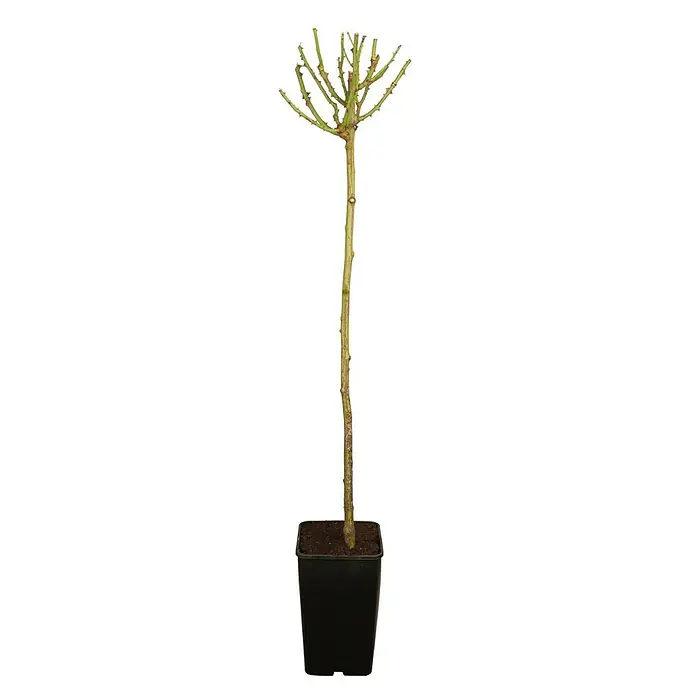 Piardino Rosenstämmchen - Sonnig - Der Stamm einer Hochstammrose im Topf ist kahl, die Krone ist zurückgeschnitten. Ideal für Gartenfreunde, die Rosen lieben.